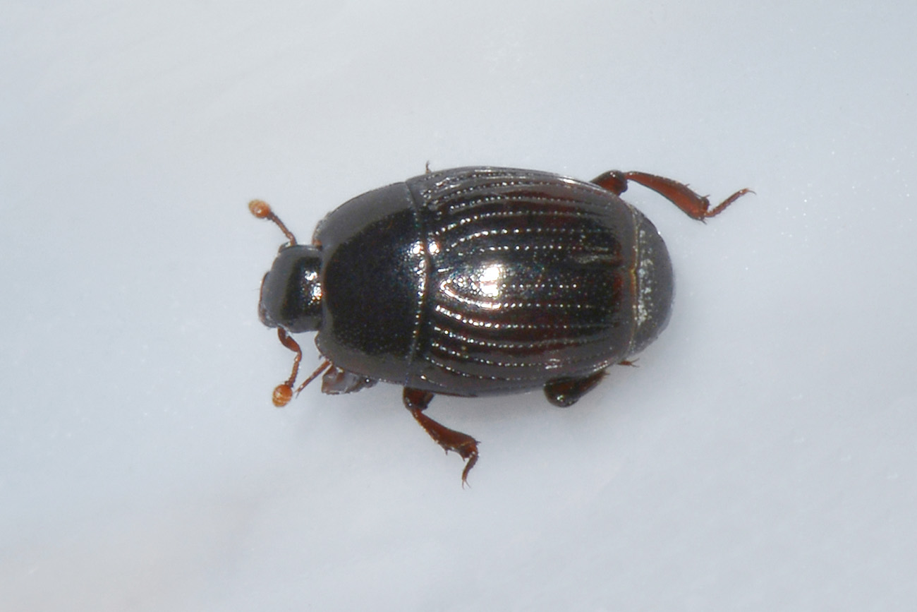 Histeridae: Carcinops sp? S. C. pumilio